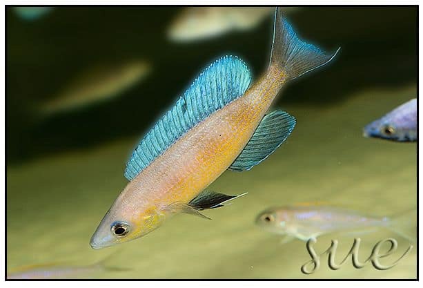 Cyprichromis pavo 'Mupapa'